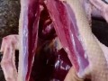 南方蒸鸭 vs 北方蒸鸭：你更爱哪一种？