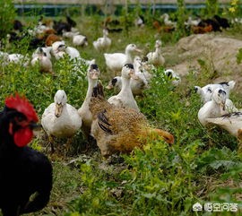 蒸鸭胆固醇高？营养师：真相是这样-第3张图片-久信息网