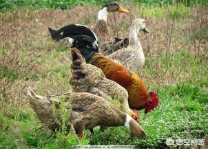 蒸鸭胆固醇高？营养师：真相是这样-第4张图片-久信息网