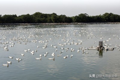 蒸鸭变黑了？原来加了这个神奇调料-第2张图片-久信息网