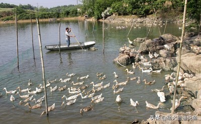 蒸鸭变黑了？原来加了这个神奇调料-第4张图片-久信息网